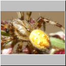 Araneus quadratus - Vierfleckkreuzspinne m01b 8mm - Sandgrube OS-Wallenhorst.jpg
